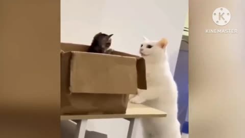 Funny Cat moment part 2