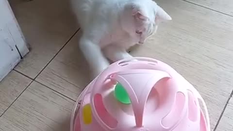 A kitten lying on the ground playing with toys