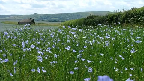 Momento Malum Today Episode 109 Flax Fusarium Resistance Reupload