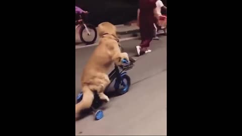 Dog Bicicle🤣