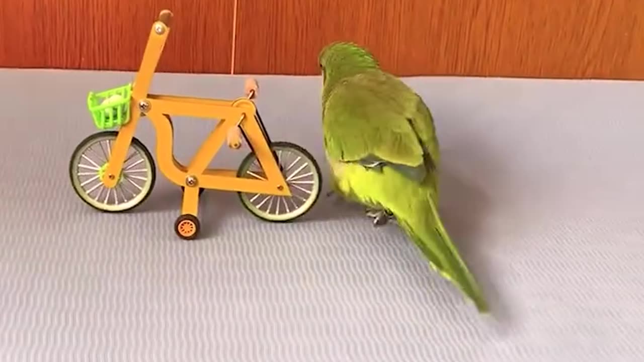 🦜 Lovely Parrot Showing Off His Smarts! 🌟