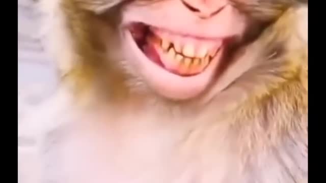 smile monkey