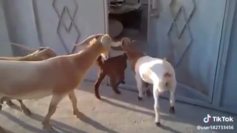 An Intelligent Goat Open A Door Lock