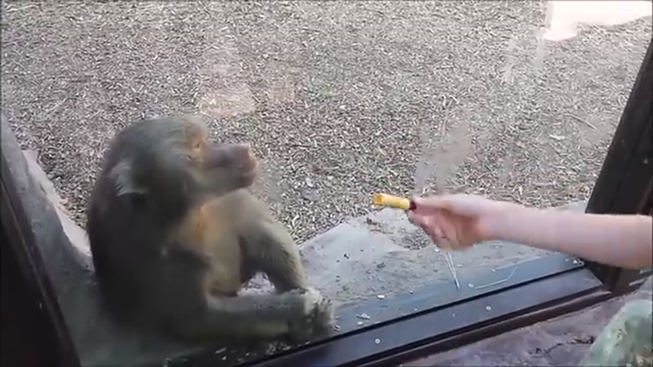 Monkeys react to magic