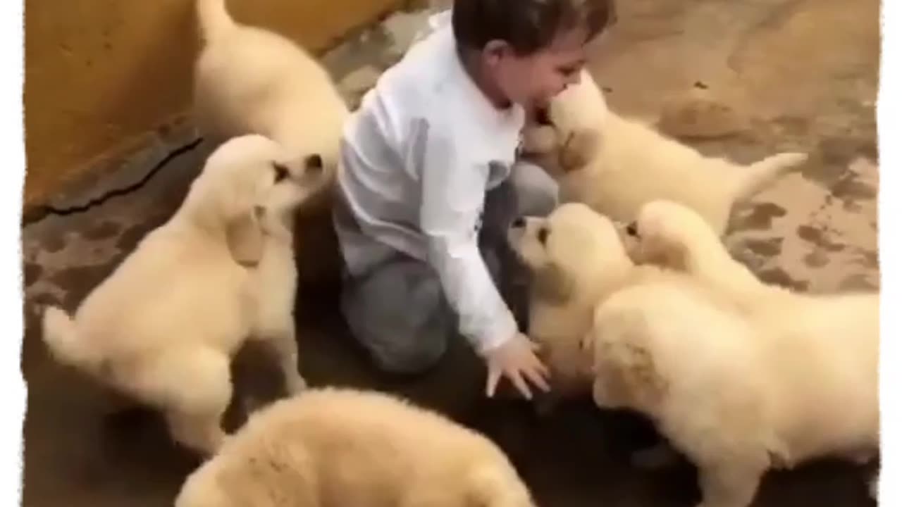 Cute boy and Puppies Best Friendship