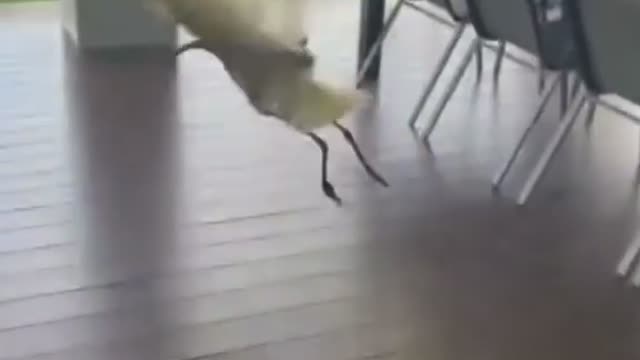 Try not to laugh 😯