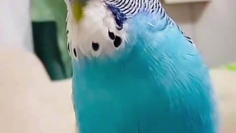 Www