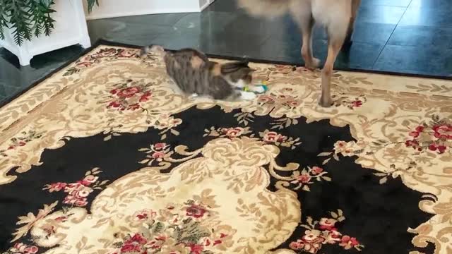 German Shepherd Uses Cat Toy to Play with Cat