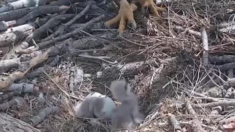 After weeks of waiting eagle parents