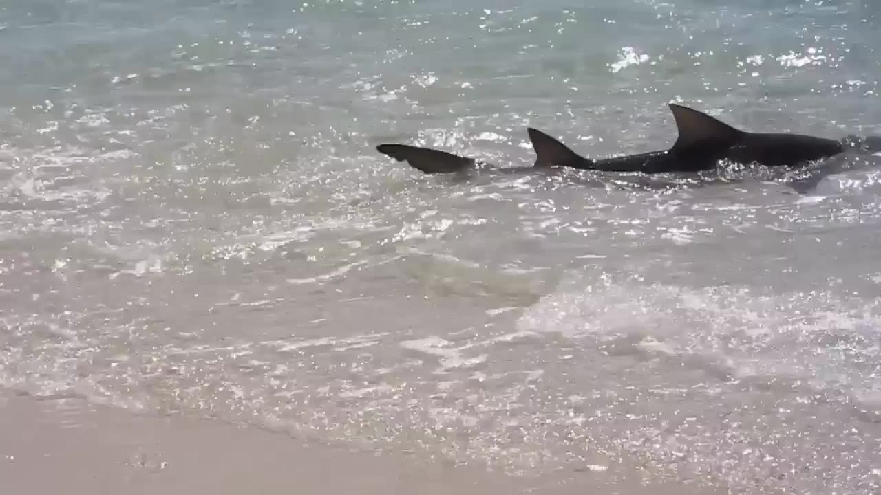 Shark Vs Stingray