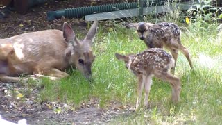 Twin fawns born in my backyard.