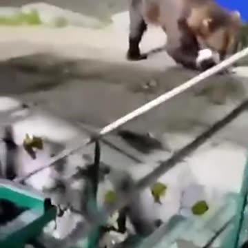 The inspector is checking the fish.