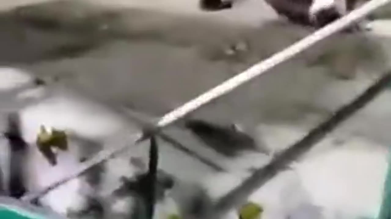 The inspector is checking the fish.