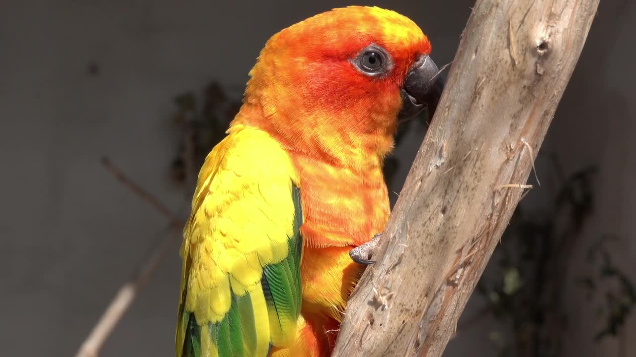 Beautiful bird