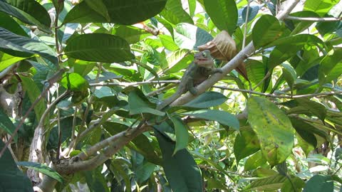 Hungry chameleon uses his tongue.