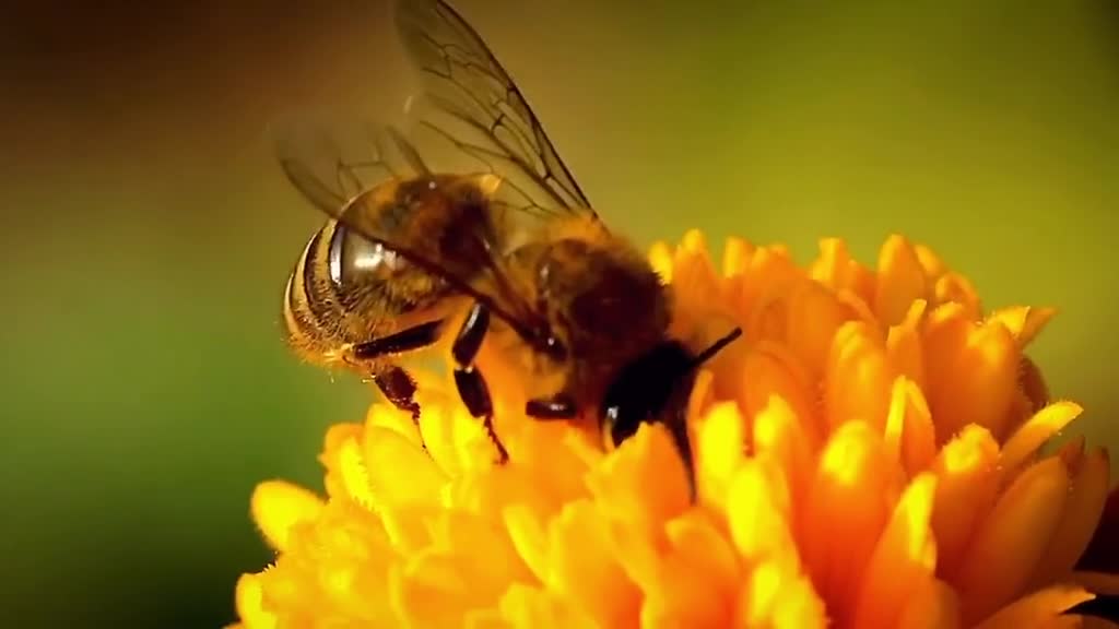 Little bee