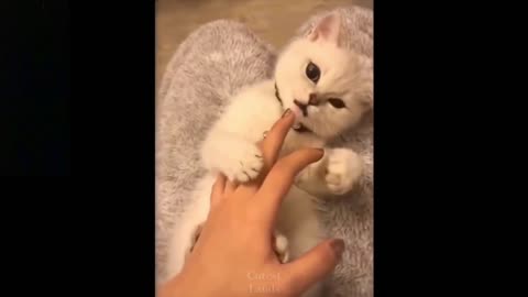 Kitten Loves Playing With My Finger (CUTE)