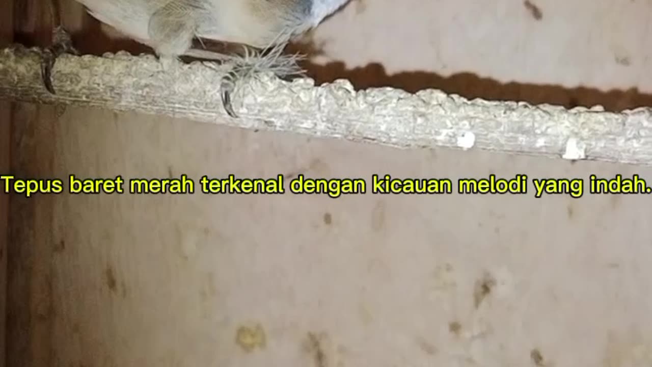 Tepus baret merah/kaso-kaso