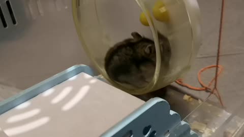 Athlete in the hamster world, the animal who loves to exercise.