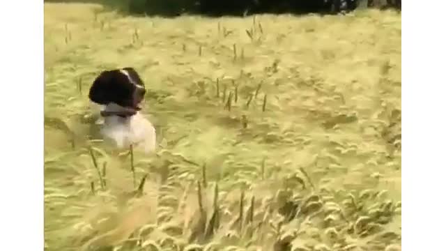 The Dog in the field