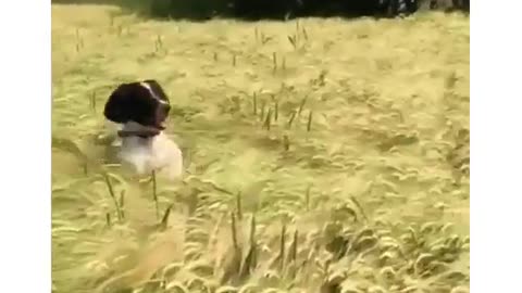 The Dog in the field