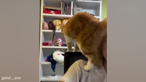 Just cats🐾 being cats 😂😂😂