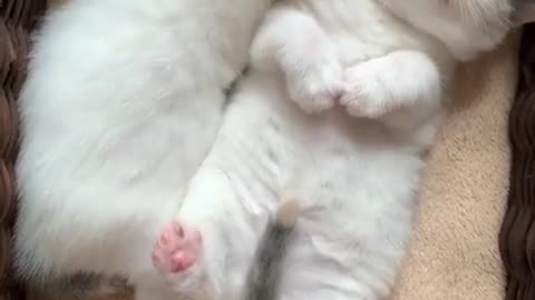 Funny Cute Excited 1