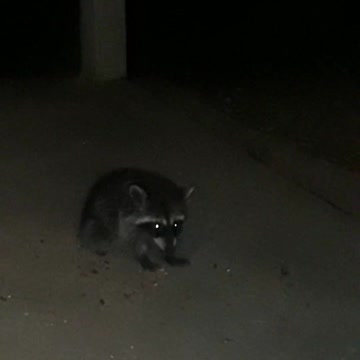 Baby Raccoon Finds a New Home