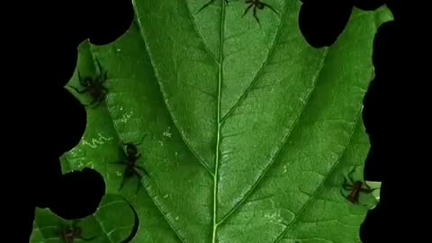 Nature’s hedge trimmers 🐜