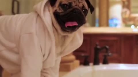 Pug Dog Like a Boss