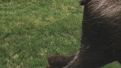 Baby and Mama Moose Block Alaskan Roadway (Additional Footage)