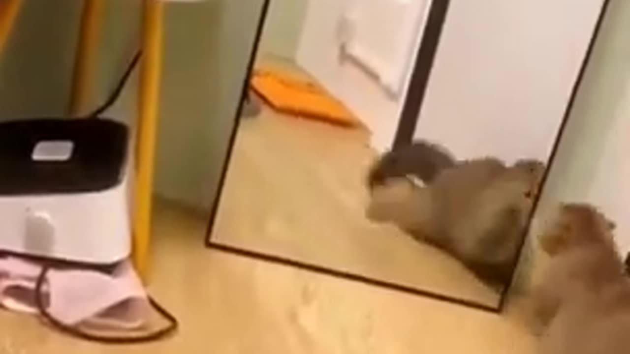 Funny Animals Videos