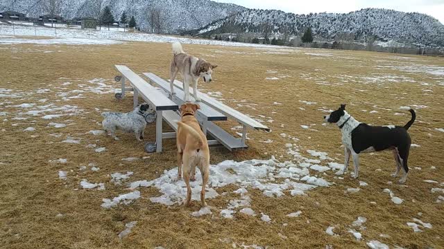 Funny Dogs: Grizzly is king of the table!