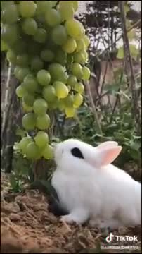 How rabbits eat grapes