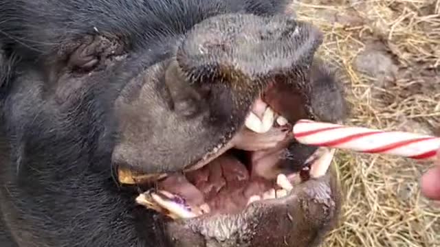 teefs#Wilbur#fyp#foryou#eating