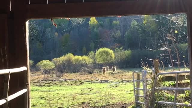 Woman Calls Cows in for Breakfast