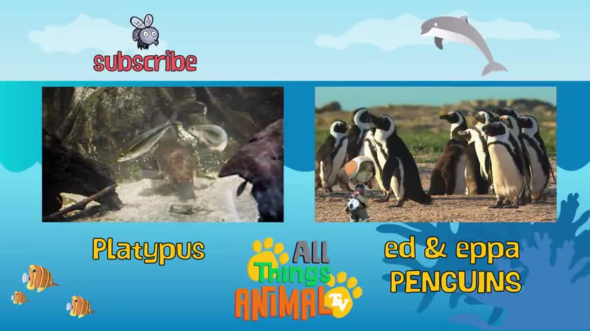 Ocean Creatures * | Creatures For Kids | All Things Creature TV