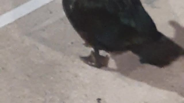 Patos En La Madrugada