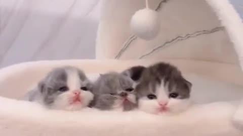 Cats are so funny video