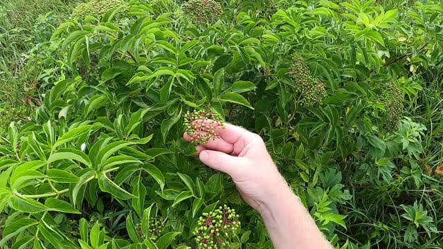 Elderberries