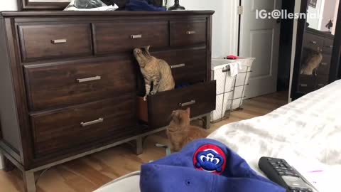 Cat surprises other cat in shelf