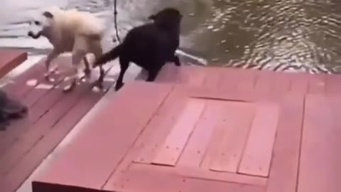 Funny REACTION #37 - Dog rescues his Owner when he drop down in lake