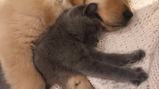 Cute puppy and kitty