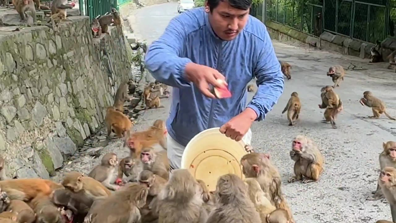 Feeding Monkeys a Bucket of Watermelon