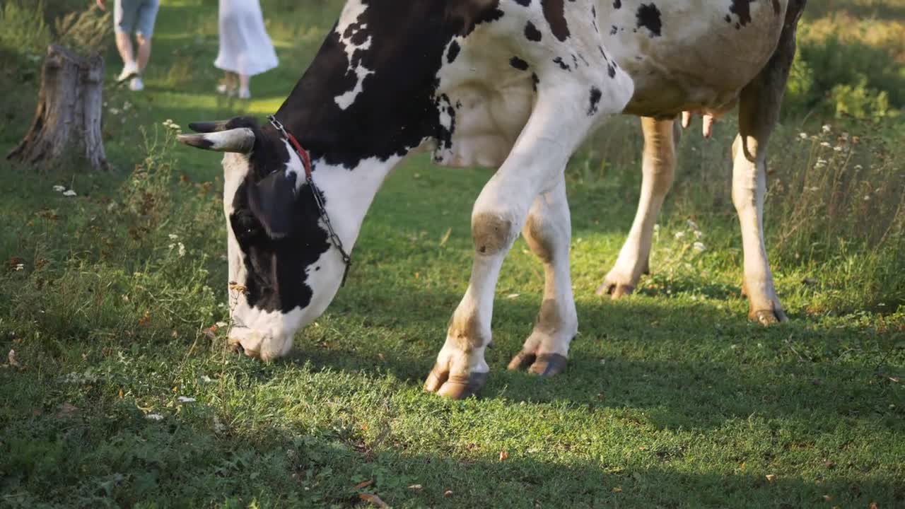 Black-and-white spotted cow eating grass. In the background is seen walking a young couple