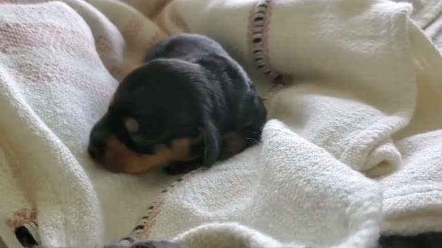 Black and tan female Miniature Dachshund