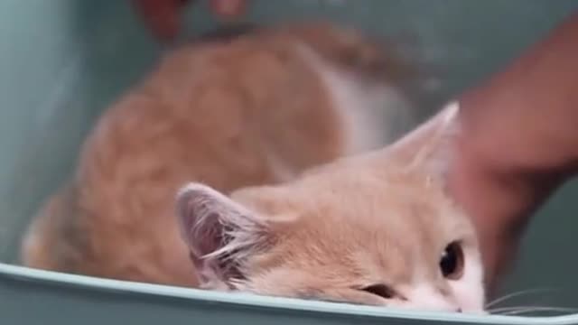 Energy cat