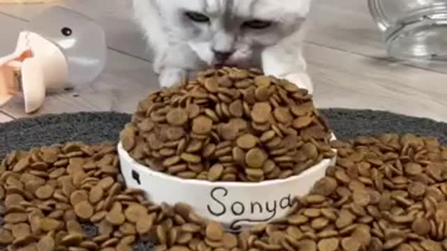 Cat eating