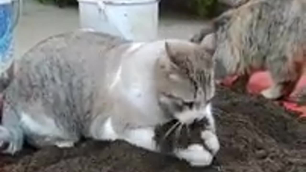Funny animal 😺🤣