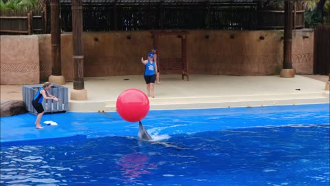 Playful dolphin plays with...